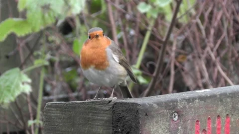 Robin Bird in the Garden Video stock 229708745