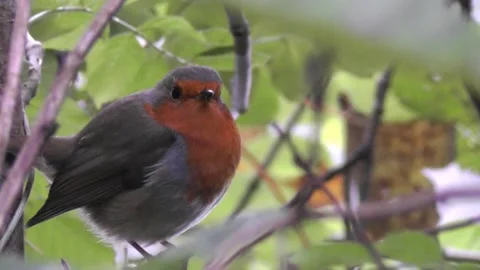 Robin Bird in the Garden Stock Footage 229708767