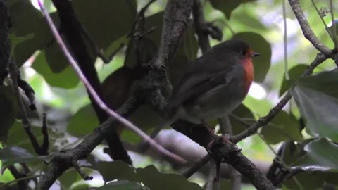 Robin Bird in the Garden Stock Footage 229708779