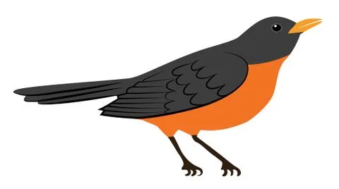 Robin bird Stock Illustration