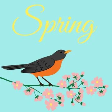 Robin bird Stock Illustration