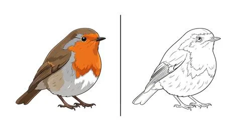 Robin bird illustration: colored and line art comparison Stock Illustration