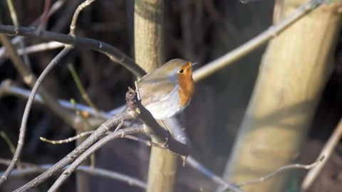 Robin Bird in Nature Forest Stock Footage 111562443