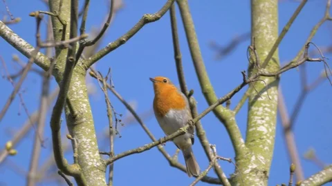 Robin Bird in Nature Forest Stock Footage 111562451