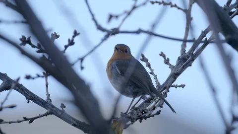 Robin Bird in Nature Forest Stock Footage 111562452