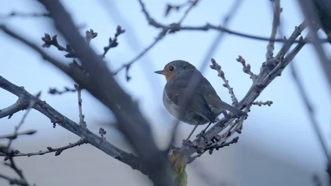 Robin Bird in Nature Forest Stock Footage 111562498