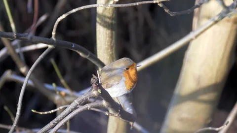 Robin Bird in Nature Forest Stock Footage 111562637