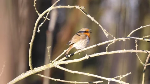 Robin Bird in Nature Forest Stock Footage 111562917
