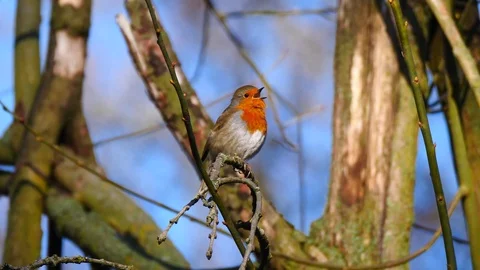 Robin Bird in Nature Forest Stock Footage 111562922