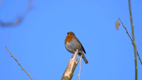 Robin Bird in Nature Forest Stock Footage 111562930