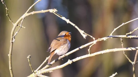 Robin Bird in Nature Forest Stock Footage 111563048