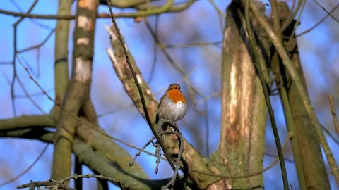Robin Bird in Nature Forest Stock Footage 111563311