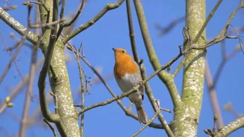 Robin Bird in Nature Forest Stock Footage 111563313