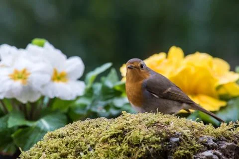 Robin bird in nature Stock Photos