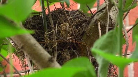 Robin Bird Nest Nestled in Branches of a Leafy Tree Stock Footage 345008116