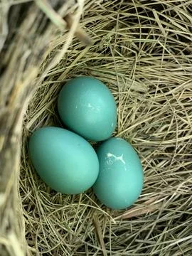 Robin Bird Nest Stock Photos