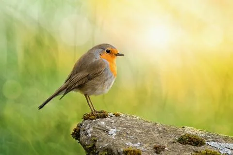 Robin bird pearching on stone within springtime Stock Photos