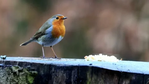 Robin bird pecks bird seed  Stock Footage 188501082