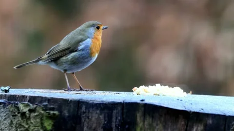 Robin bird pecks bird seed  Stock Footage 194537273