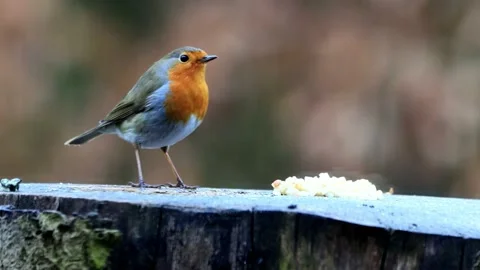 Robin bird pecks bird seed  Stock Footage 194542849