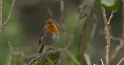 Robin bird perched on forest branch slow motion Stock Footage 87808077