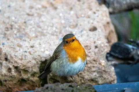 Robin bird perched on a log 스톡 사진