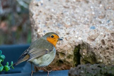Robin bird perched on a log Stock Photos