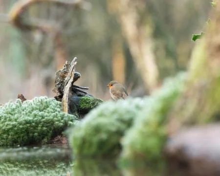 Robin bird perched on moss at edge of pond. Stock Photos