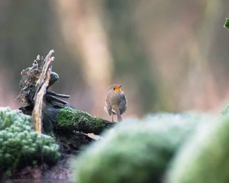 Robin bird perched on tree trunk. Stock Photos
