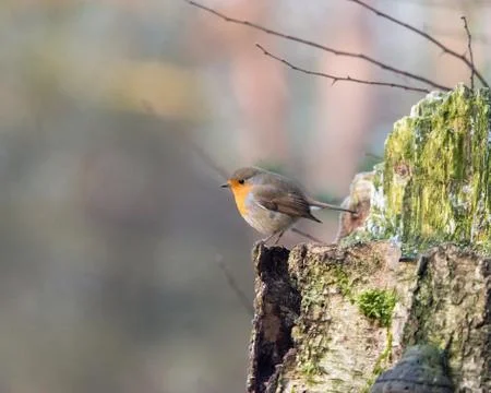 Robin bird perched on tree trunk. Stock Photos