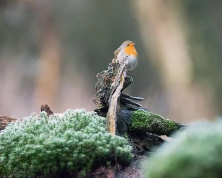 Robin bird perched on tree trunk. Stock Photos