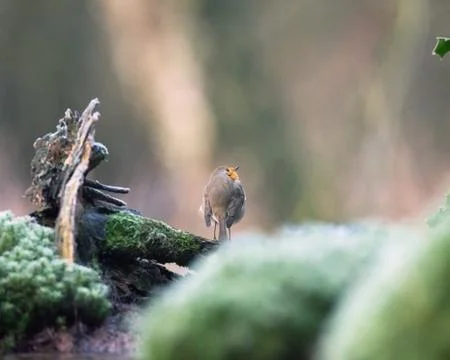 Robin bird perched on tree trunk. Stock Photos