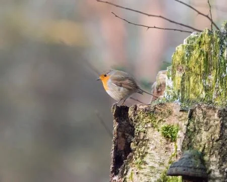 Robin bird perched on tree trunk. Stock Photos