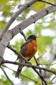 Robin bird Stock Photos
