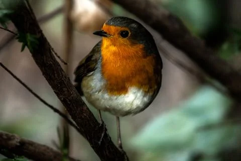Robin the bird Stock Photos