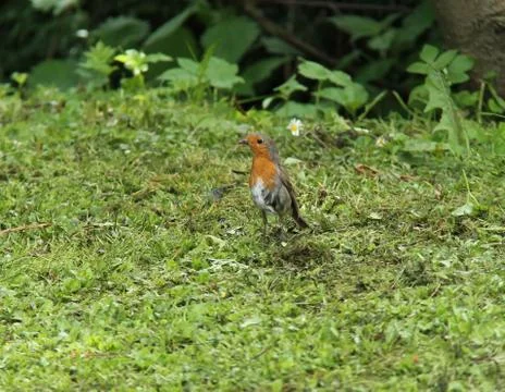 Robin Bird. Stock Photos