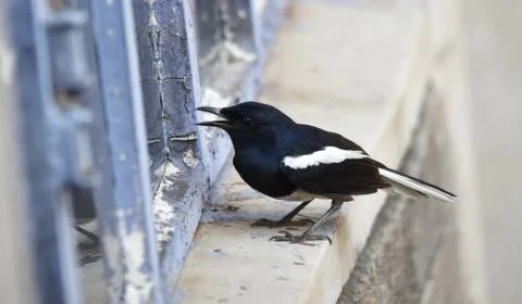 Robin bird Foto stock