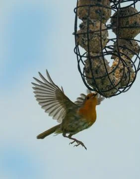 Robin bird Foto stock