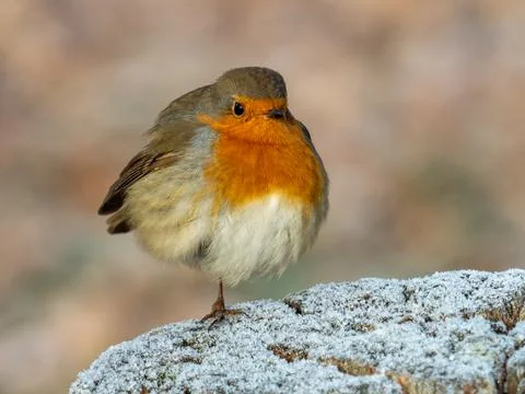 Robin bird Foto stock