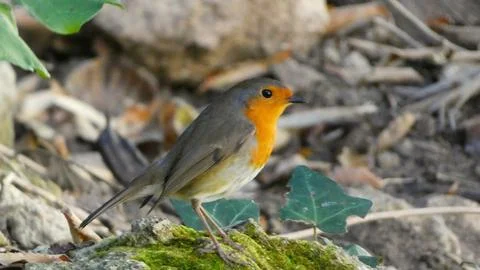 Robin bird Stock Photos