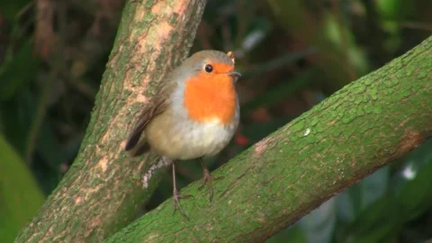 Robin bird redbreast Stock Footage 269213038