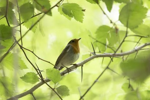 Robin bird sits on a tree branch close up Fotos Stock