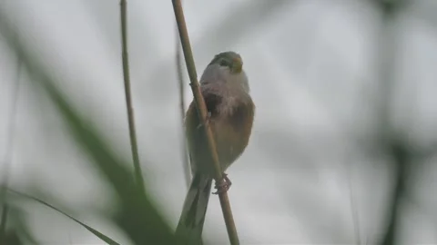 Robin bird sitting on branch 库存影片 335661932