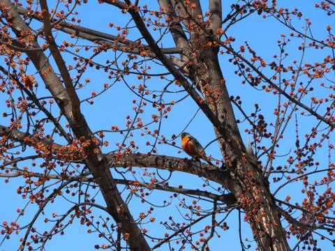 Robin Bird Sitting In Tree With Red Berries Stock Photos