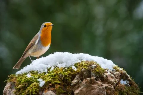 Robin bird in the snow Stock Photos