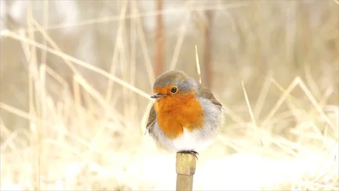 Robin Bird in Snowy Winter Forest Stock Footage 110025233