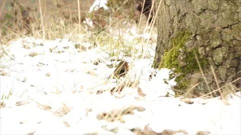 Robin Bird in Snowy Winter Forest Stock Footage 110025361