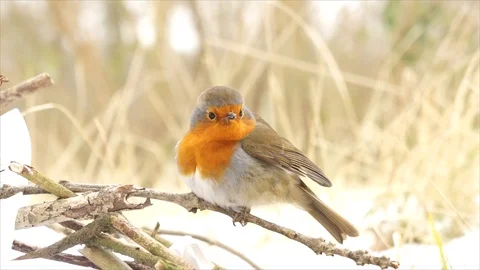 Robin Bird in Snowy Winter Forest Stock Footage 110025582