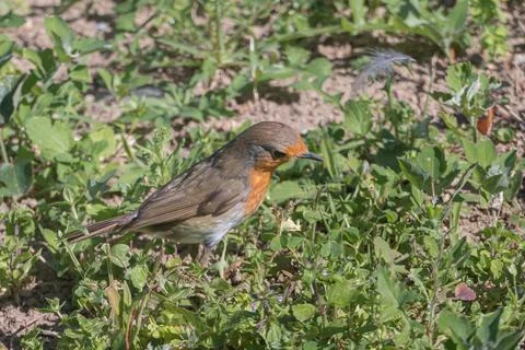 Robin bird standing on the ground close up with sunlight Erithacus rubecula Stock Photos