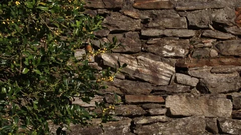 Robin bird standing on tree branch Video stock 158506404